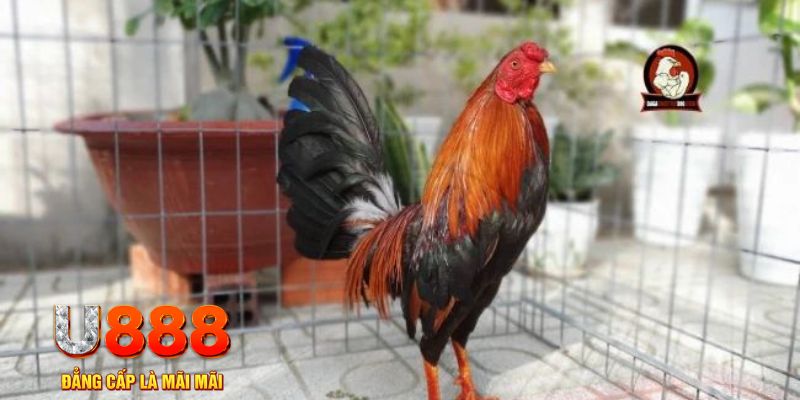 vn777 game máy bay nổ hũ