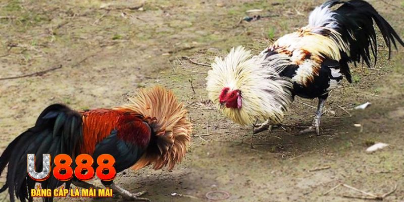 vn777 game nổ hũ là gì